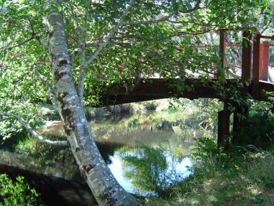 Tree in foreground partially covering bridge over creek